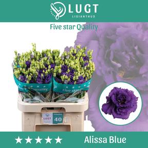 Eustoma du alissa blue
