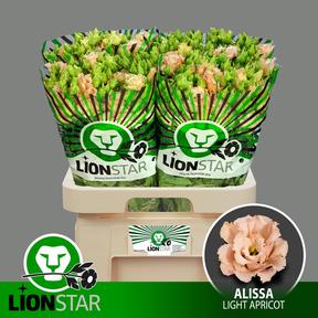 Eustoma du alissa light apricot