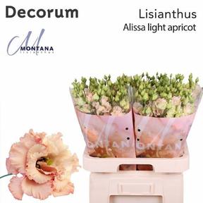 Eustoma du alissa light apricot