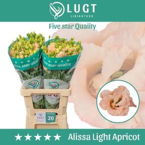 Eustoma du alissa light apricot