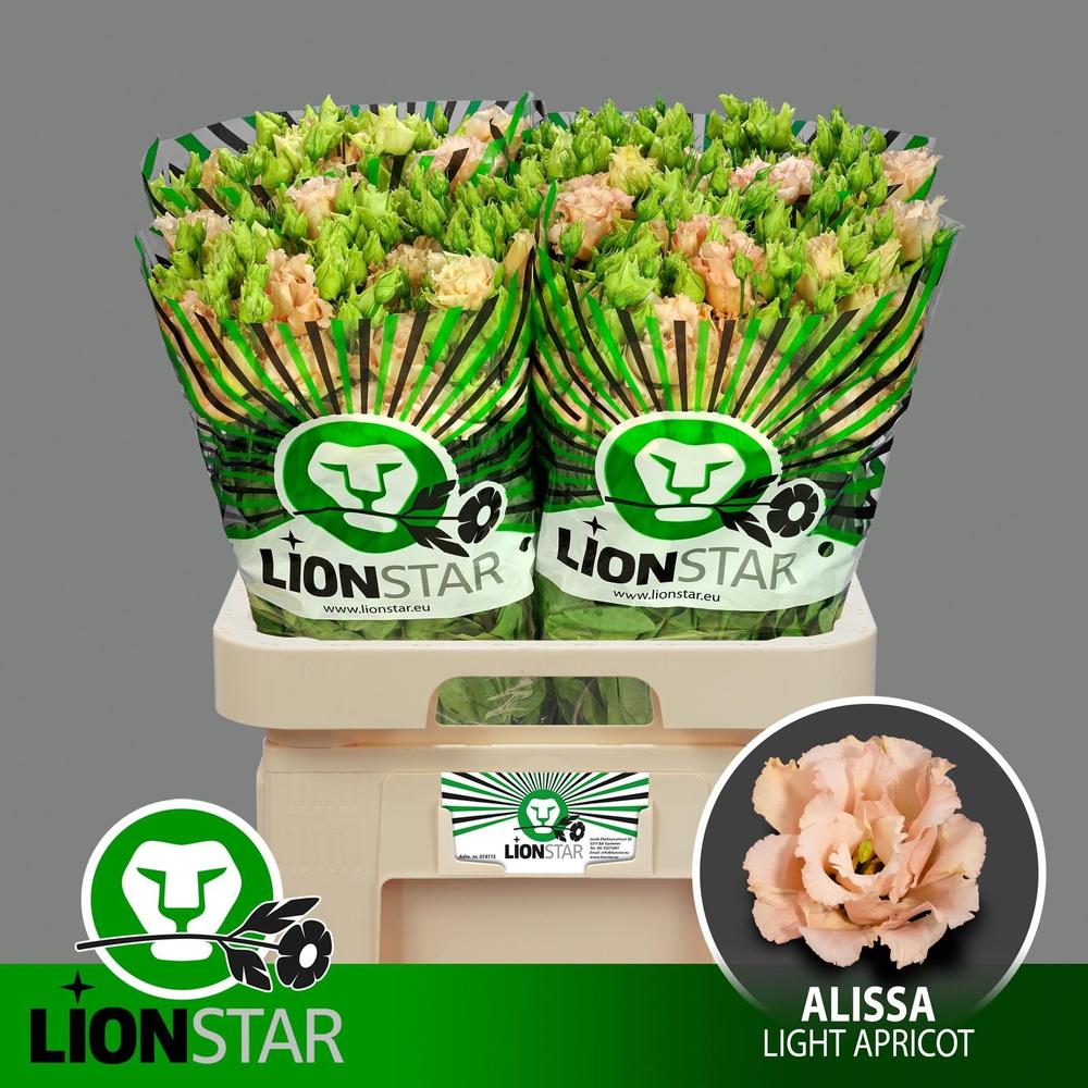 Eustoma du alissa light apricot