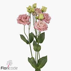 Eustoma du alissa pink