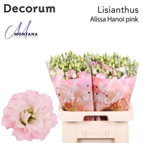 Eustoma du alissa pink
