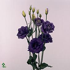Eustoma du rosita blue