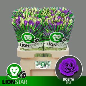 Eustoma du rosita blue