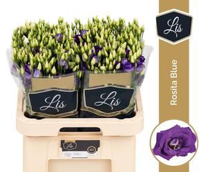 Eustoma du rosita blue