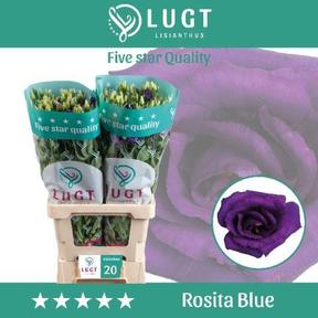 Eustoma du rosita blue