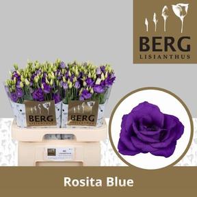 Eustoma du rosita blue