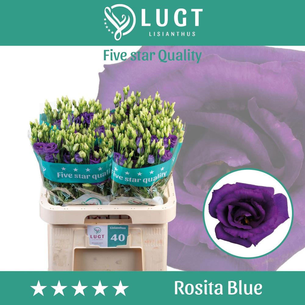 Eustoma du rosita blue