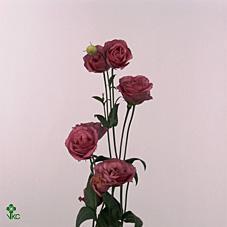 Eustoma du rosita pink