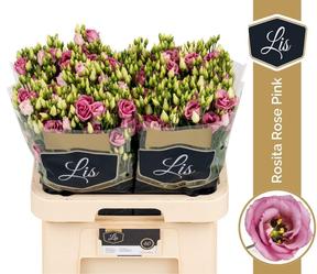 Eustoma du rosita pink