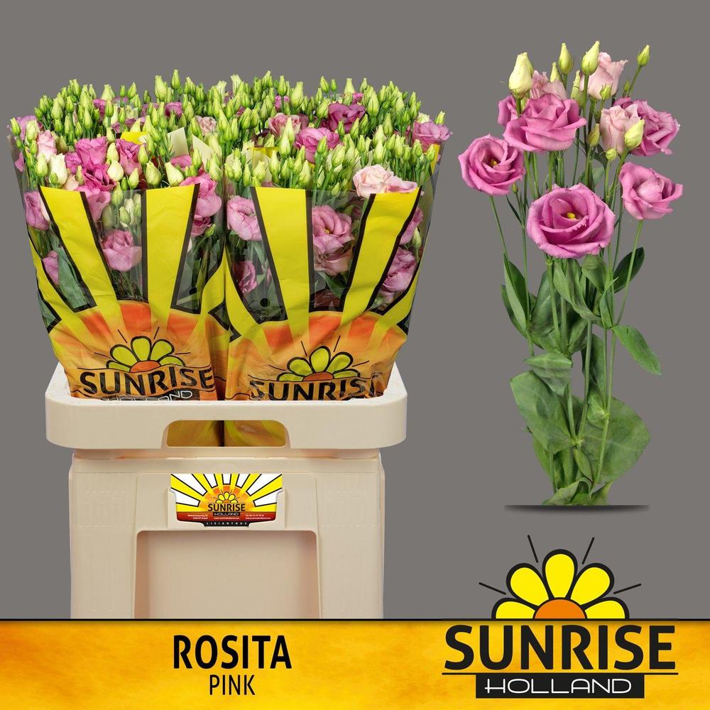 Eustoma du rosita pink
