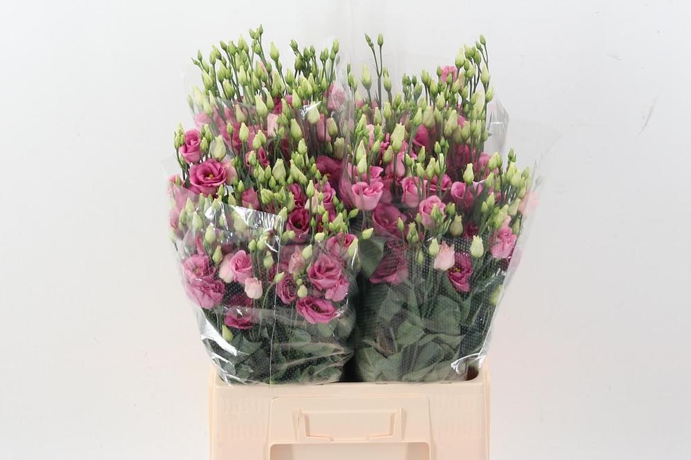 Eustoma du rosita pink