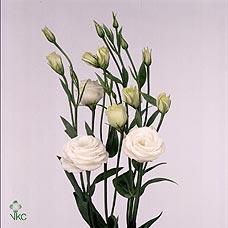 Eustoma du rosita white