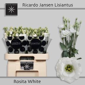 Eustoma du rosita white
