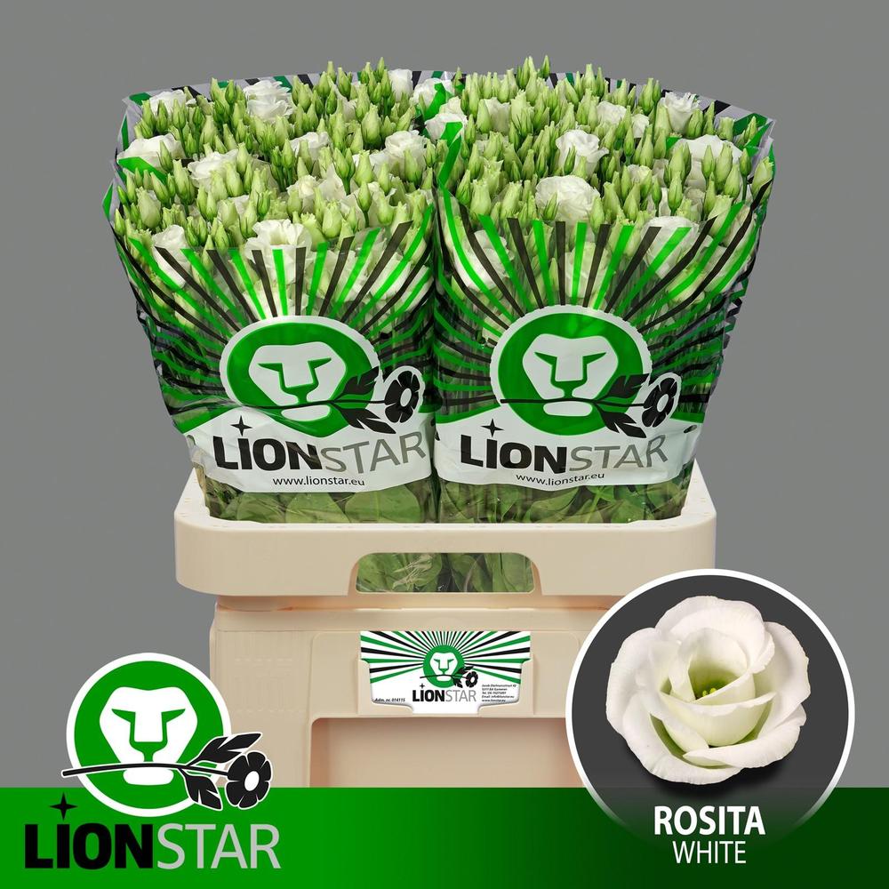 Eustoma du rosita white
