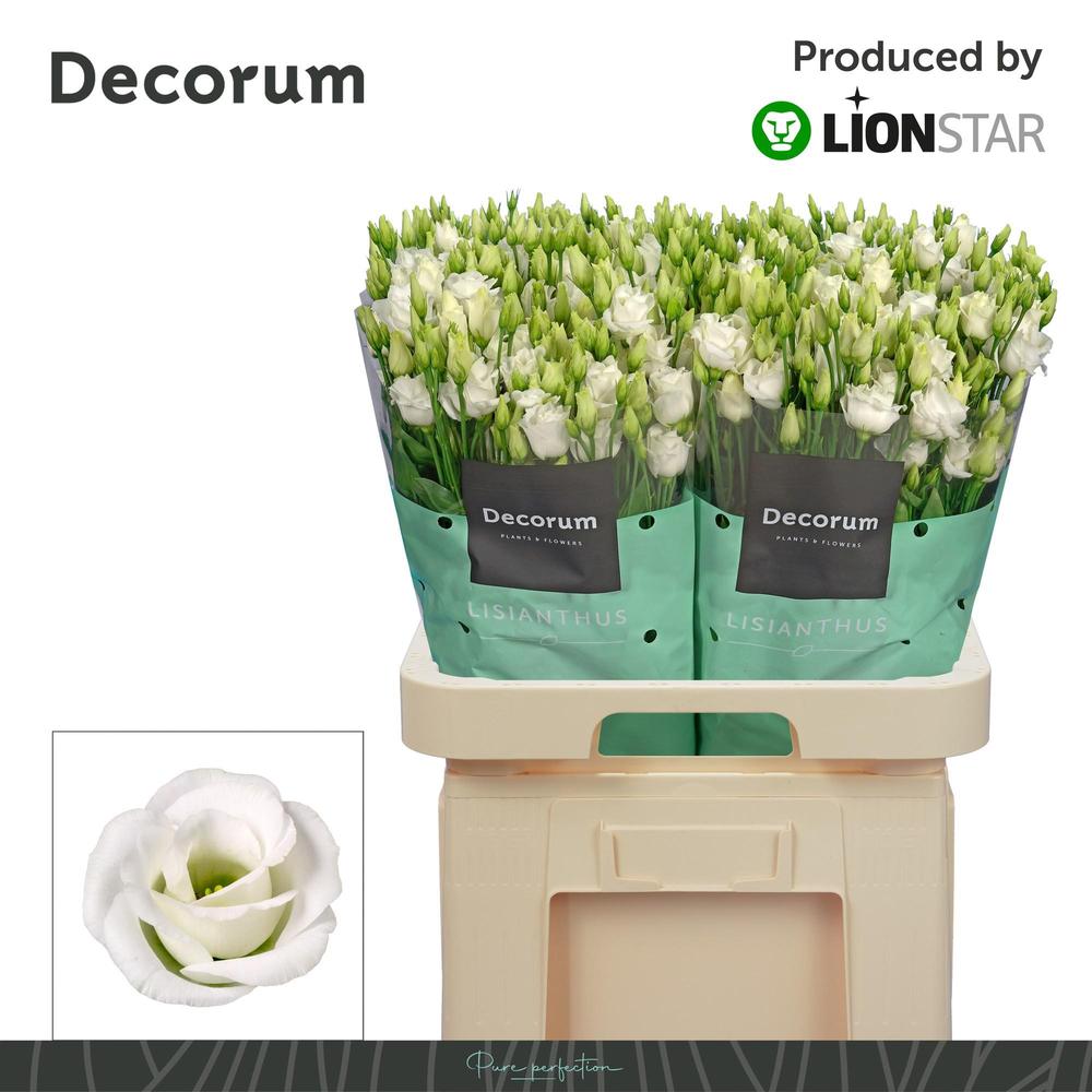 Eustoma du rosita white