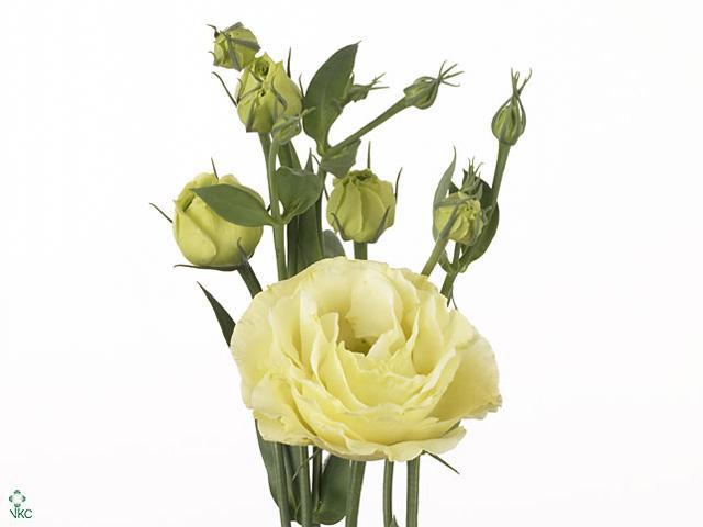 Eustoma du rosita yellow