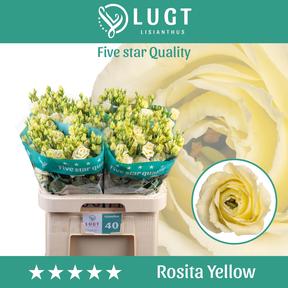 Eustoma du rosita yellow