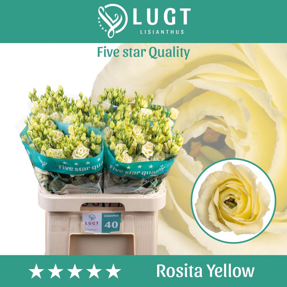 Eustoma du rosita yellow