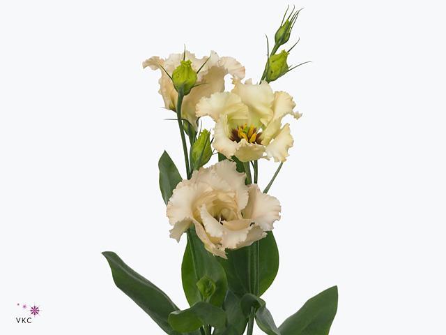 Eustoma en falda apricot