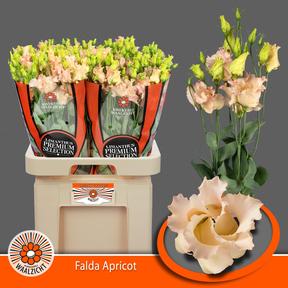 Eustoma en falda apricot