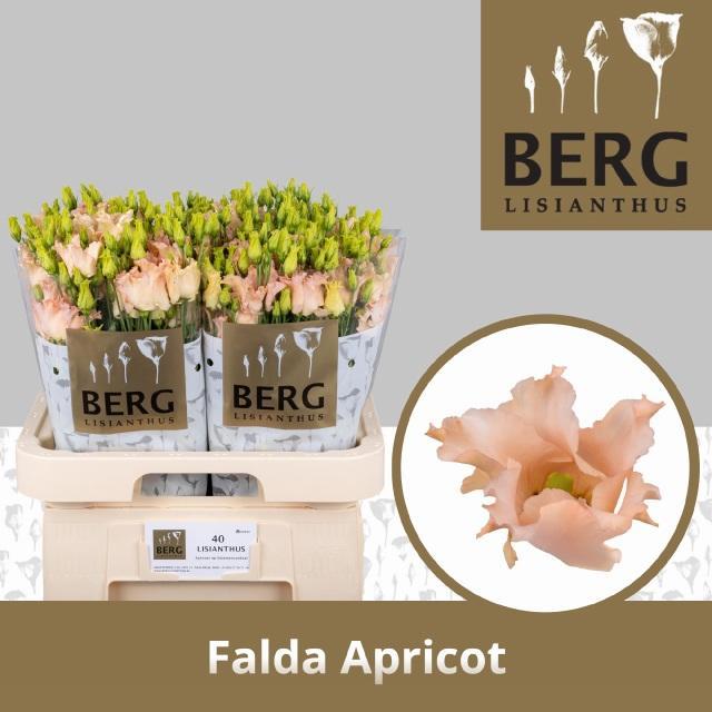 Eustoma en falda apricot