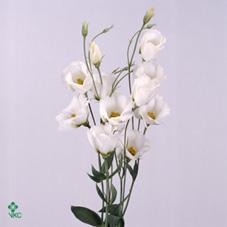 Eustoma en piccolo white