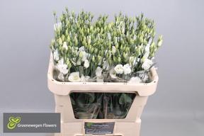 Eustoma en piccolo white