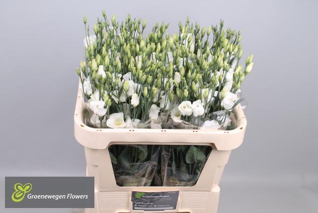 Eustoma en piccolo white