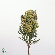 Berzelia abrotanoides