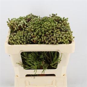 Berzelia abrotanoides