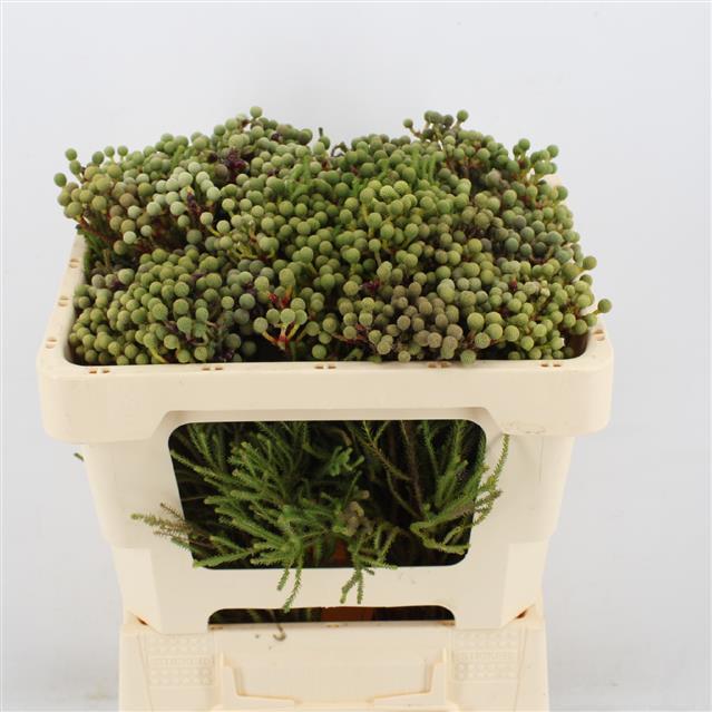 Berzelia abrotanoides