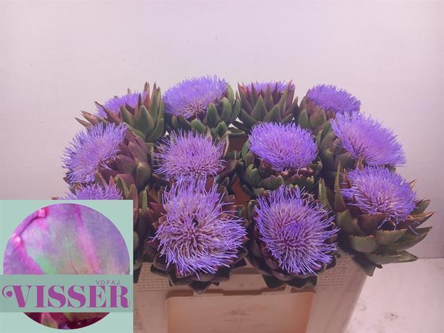 Cynara scolymus green globe