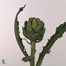 Cynara scolymus green globe