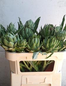 Cynara scolymus green globe