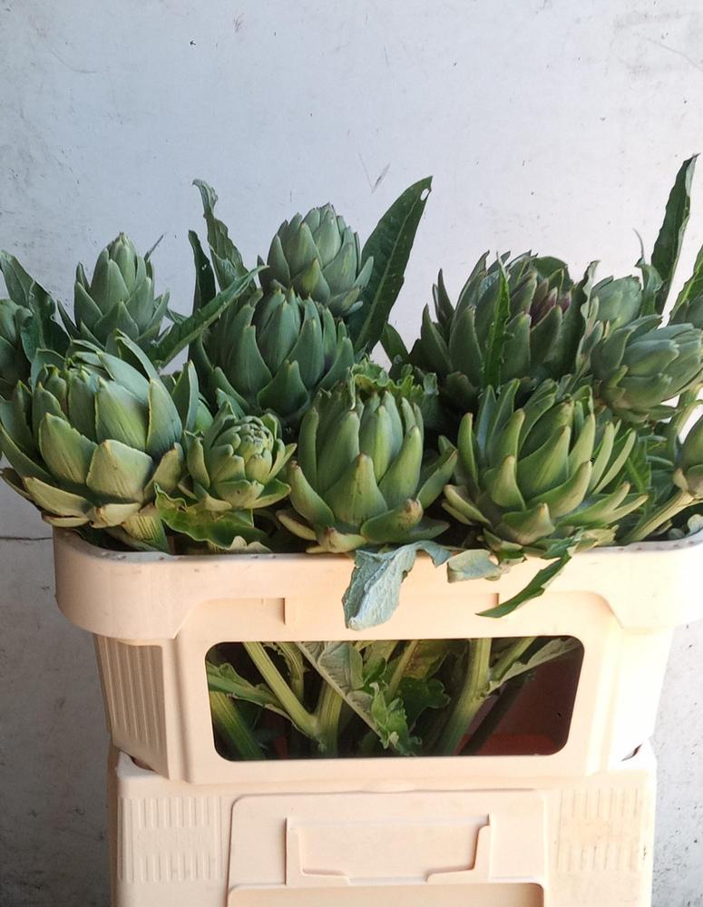 Cynara scolymus green globe