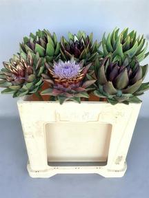 Cynara scolymus purple rom