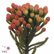Kaaps groen brunia red