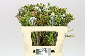 Kaaps groen cone mix