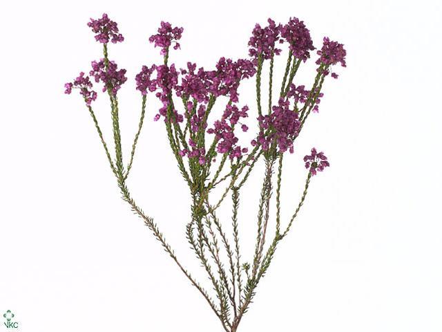Kaaps groen erica corifolia