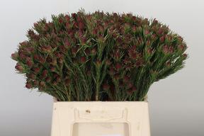 Kaaps groen jubilee crown