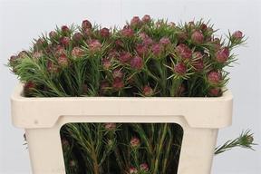 Kaaps groen jubilee crown
