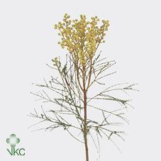 Kaaps groen lanuginosa