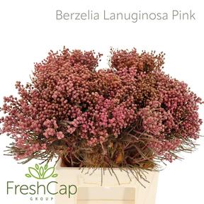 Kaaps groen lanuginosa