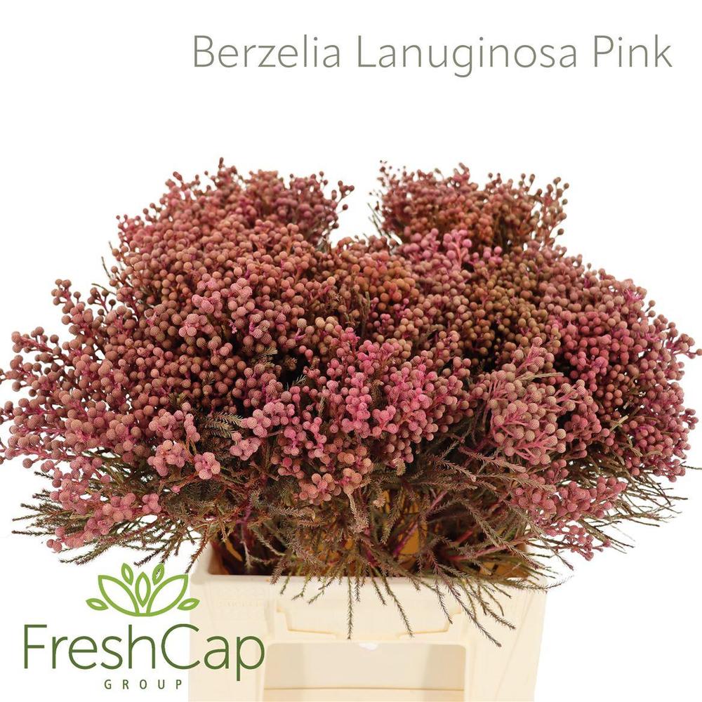 Kaaps groen lanuginosa