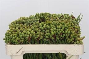 Kaaps groen per tak