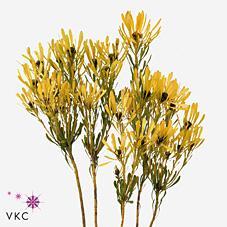 Kaaps groen platyspernum