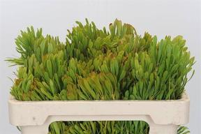 Kaaps groen platyspernum