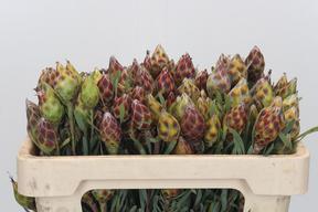 Kaaps groen plumosum rubrum